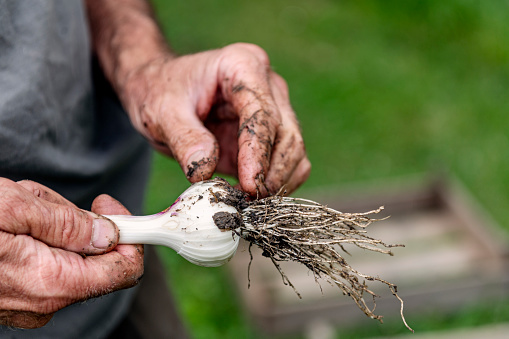 Farmer harvesting organic garlic from a kitchen garden. Close-up of the garlic bulb after it has been cleaned and checked for insect damage. The garlic is harvesting in early July here in Denmark then left to dry for a few weeks to prevent it from rotting before being used  or sold. Photographed at an “off grid” home on the island of Moen in Denmark. Colour, horizontal format with  some copy space.