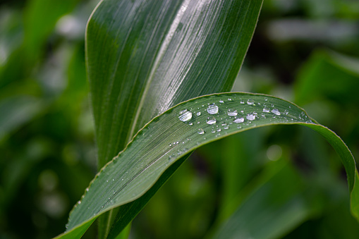 Green leaves of corn covered with raindrops. Selective focus.