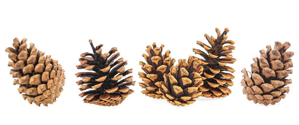 istock Set of pine cones isolated on a white background. Christmas decoration. 1330776504
