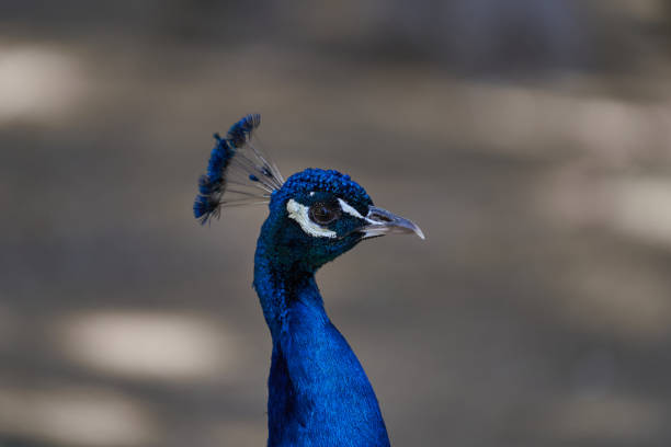 istock Colorful peacock looking to the right seen from close up 1330777652