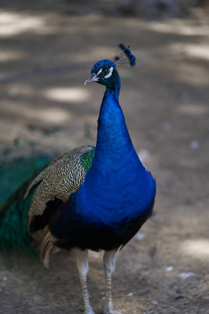istock Colorful peacock looking to the left 1330777653