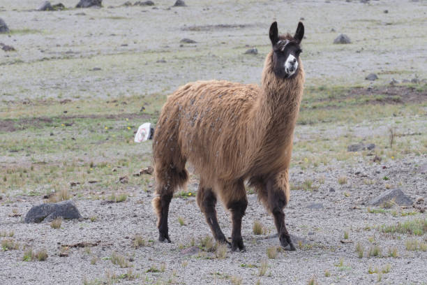 istock Wild horses & Alpaca´s, Cotopaxi Nat. Park, Ecuador 1330778352