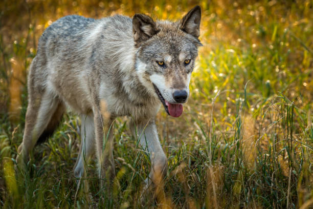 istock An American Gray wolf in a fall meadow, Montana USA 1330778699