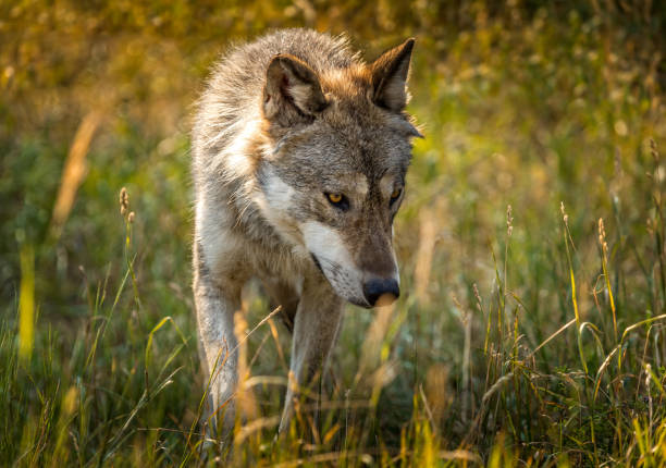 istock An American Gray wolf in a fall meadow, Montana USA 1330778700