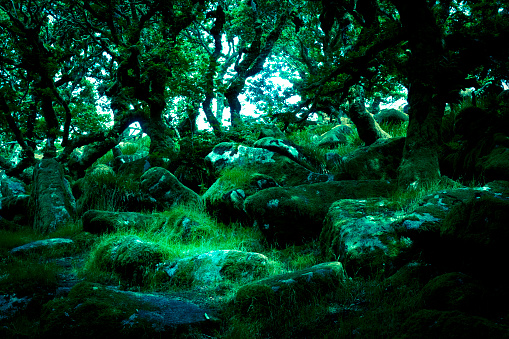 Deciduous moss covered trees in a wood on Dartmoor
