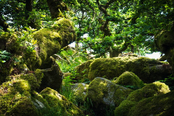 istock Deciduous moss covered trees in a wood on Dartmoor 1330778796