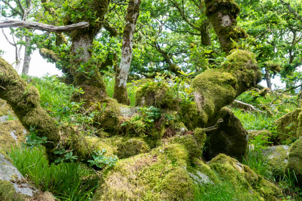 istock Deciduous moss covered trees in a wood on Dartmoor 1330779437