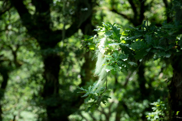Deciduous moss covered trees in a wood on Dartmoor.  This shows lichens hanging from the branches.