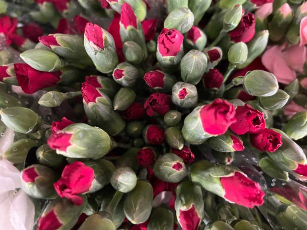 istock Bunch of Rosebuds 1330779902