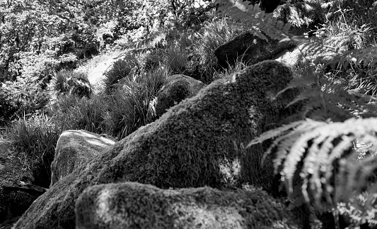 Moss covered boulders in a wood on Dartmoor.
