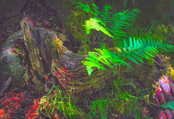 Deciduous moss covered fallen tree trunk in a wood on Dartmoor, this branch has bracken growing on it. The image has been heavily post processed to give a painterly effect.