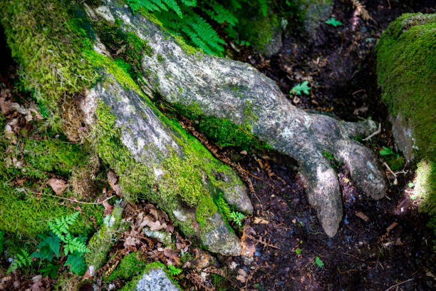 Deciduous moss covered tree roots in a wood on Dartmoor.