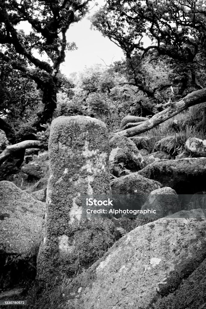 Moss covered boulders in a wood on Dartmoor Moss covered boulders in a wood on Dartmoor. Oak Tree Stock Photo