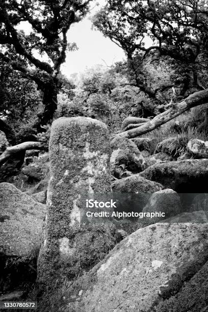 Moss Covered Boulders In A Wood On Dartmoor Stock Photo - Download Image Now - Oak Tree, 2021, Ancient