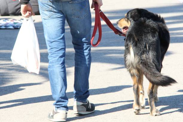 istock A pet dog taking a walk during the day 1330780584