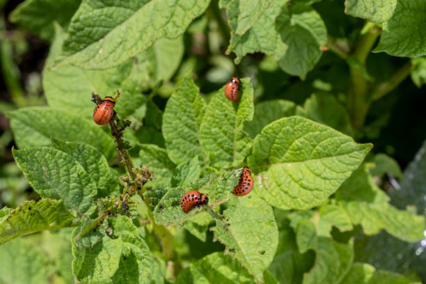 scarabeo di patate del colorado. leptinotarsa decemlineata - insecticide organic sign vegetable garden foto e immagini stock