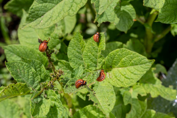 colorado potato beetle. lat. - leptinotarsa decemlineata - insecticide organic sign vegetable garden imagens e fotografias de stock