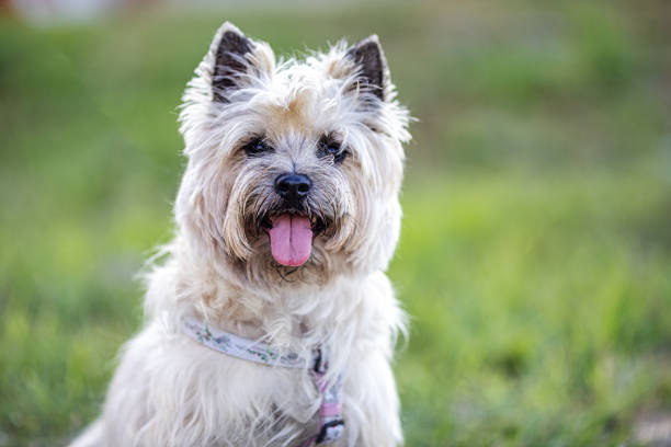 istock Portrait of a Cairn Terrier in nature 1330782992