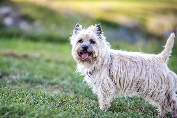 istock Portrait of a Cairn Terrier in nature 1330782994