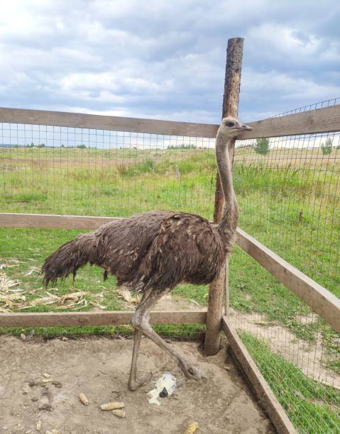istock Ostriches walking on the farm 1330783161
