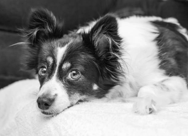 istock Black and white dog looks into shot 1330783266