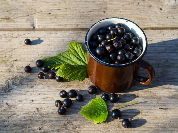 istock black currants in a mug and sprinkled on a wooden table with a place for text 1330784030
