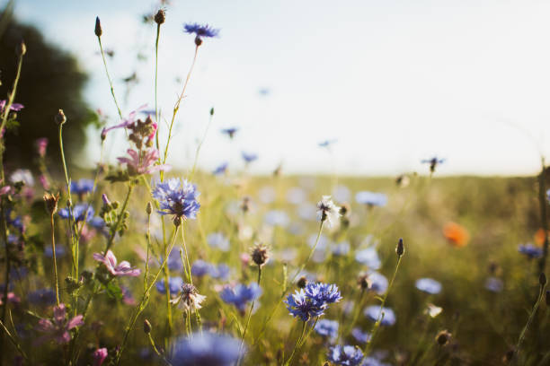 istock Cornflower in beautiful sunset against the dusk 1330784131
