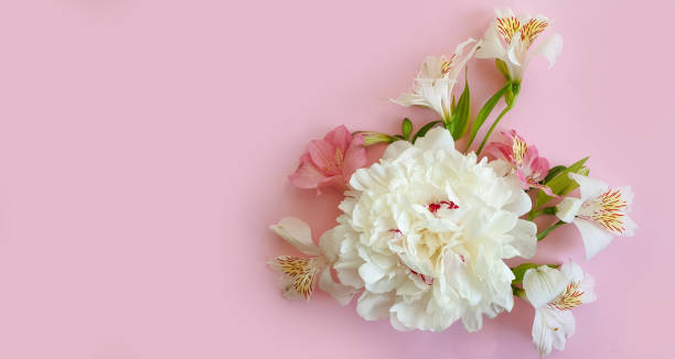 istock alstroemeria flower on a colored background 1330784136