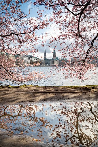 The Lake Binnenalster in Hamburg, Germany during spring time. The cherry trees are in full bloom.\nIn the back the Hamburg town hall.