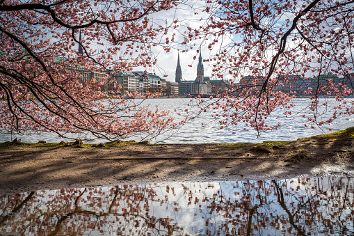 Hamburg Alster Lake in spring with the famous cherry blossom.