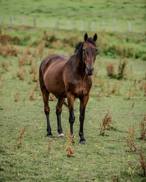 istock The Watcher Horse. 1330784223