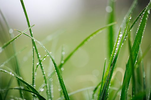 Juicy green grass on meadow with drops of water dew in morning light in spring summer outdoors close-up macro, panorama background . Artistic image of purity and freshness of nature