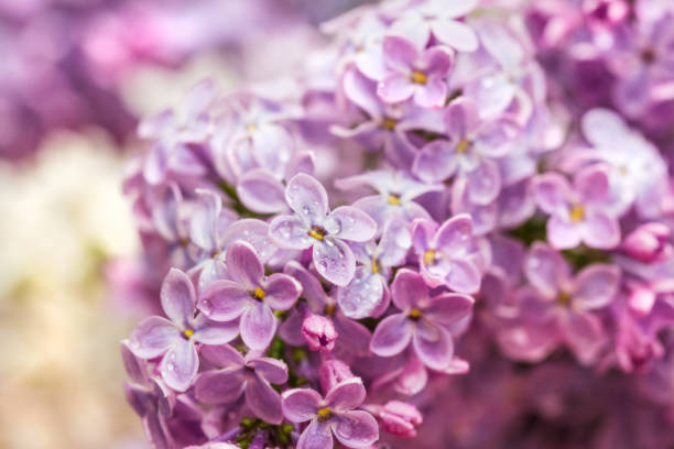istock Lush purple lilac in bloom 1330784818