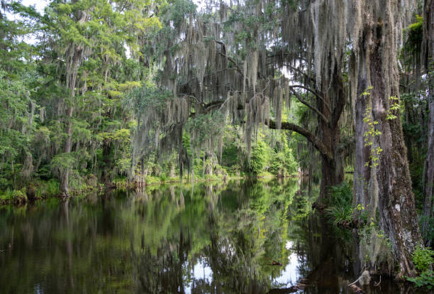 istock Live Oak tree draped with Spanish Moss in swamp of plantation 1330785037