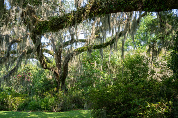 Spanish Moss on Live Oak Tree branches Taken July 2021 hanging moss stock pictures, royalty-free photos & images