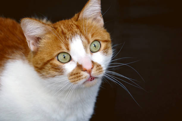Beautiful orange color Tabby cat looking up and lurking the bird