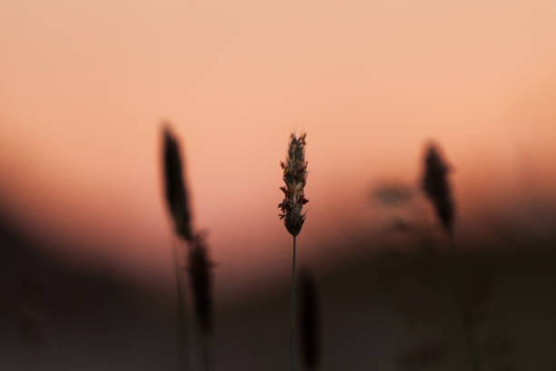 Coastal Grass at Sunset stock photo