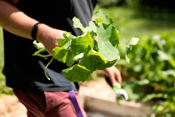Millennial man working in small organic permaculture garden. He is harvesting nasturtium. Horizontal close-up outdoors shot with copy space.