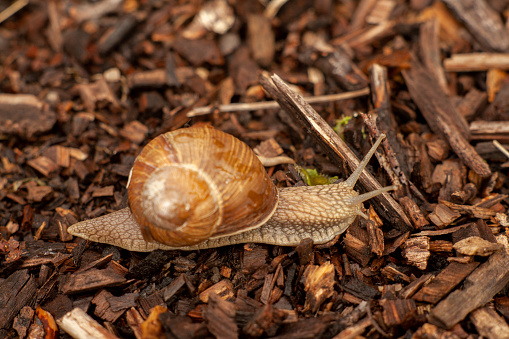 View of a snail on the wet forest ground after rain.
