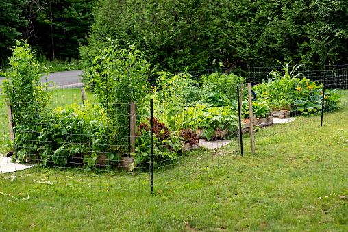 Small permaculture garden growing on small parcel of land. Horizontal full length outdoors shot with copy space.