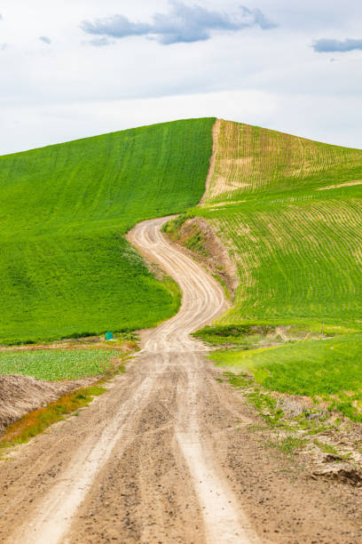 パロウズの丘の小麦畑を通る未舗装道路。 - dirt wheat washington state palouse ストックフォトと画像