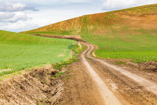 パロウズの丘の小麦畑を通る未舗装道路。 - dirt wheat washington state palouse ストックフォトと画像