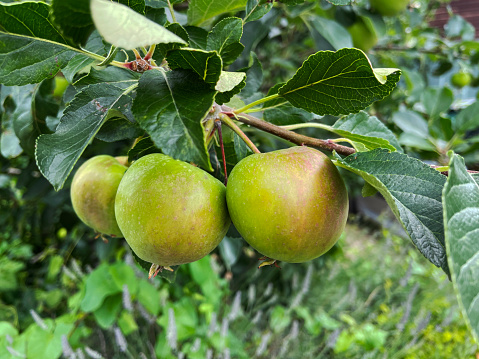 Stock photo of homegrown, organic apples on a large apple tree (green and red), ripening, within an orchard garden. The fruit is pictured ripening in the sunshine, with a blurred background of green leaves.