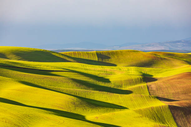 istock Rolling wheat fields in the Palouse hills. 1330787453