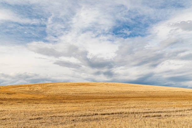 istock Rolling wheat fields in the Palouse hills. 1330787454