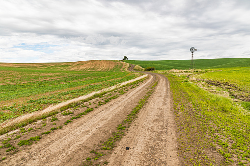 Palouse, Washington, USA. Dirt road through wheat fields in the Palouse hills.