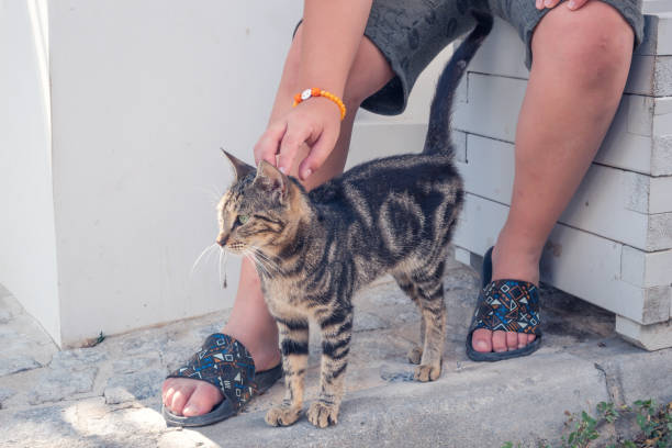istock Hand of a caucasian child caressing a stray cat. 1330787671