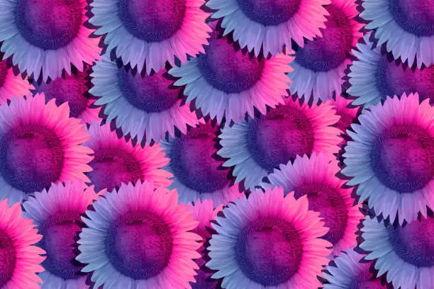 Vector illustration of Seamless pattern sunflowers
