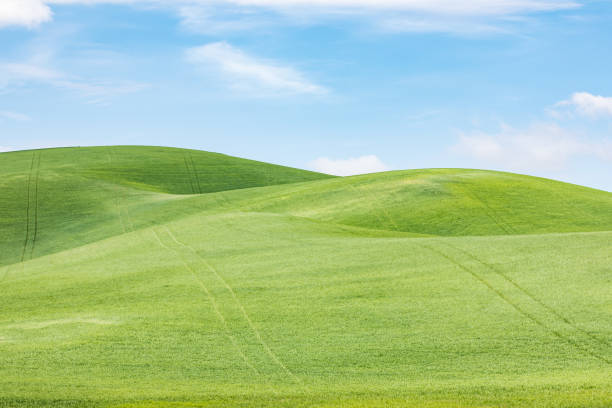 istock Rolling green wheat fields in the Palouse hills. 1330787706