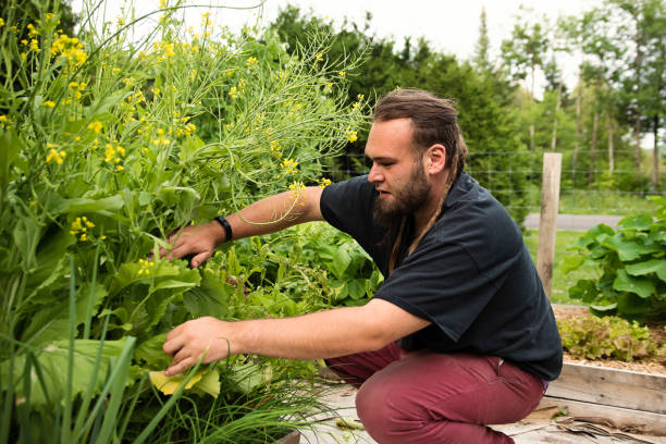istock Millennial man harvesting in permaculture garden. 1330788301